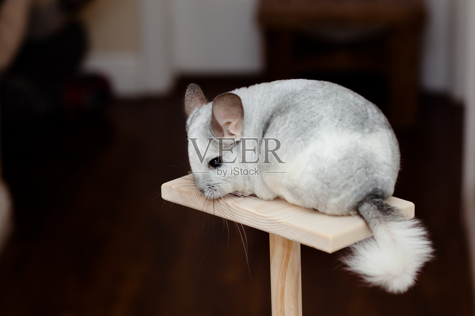 在玩耍的龙猫照片摄影图片