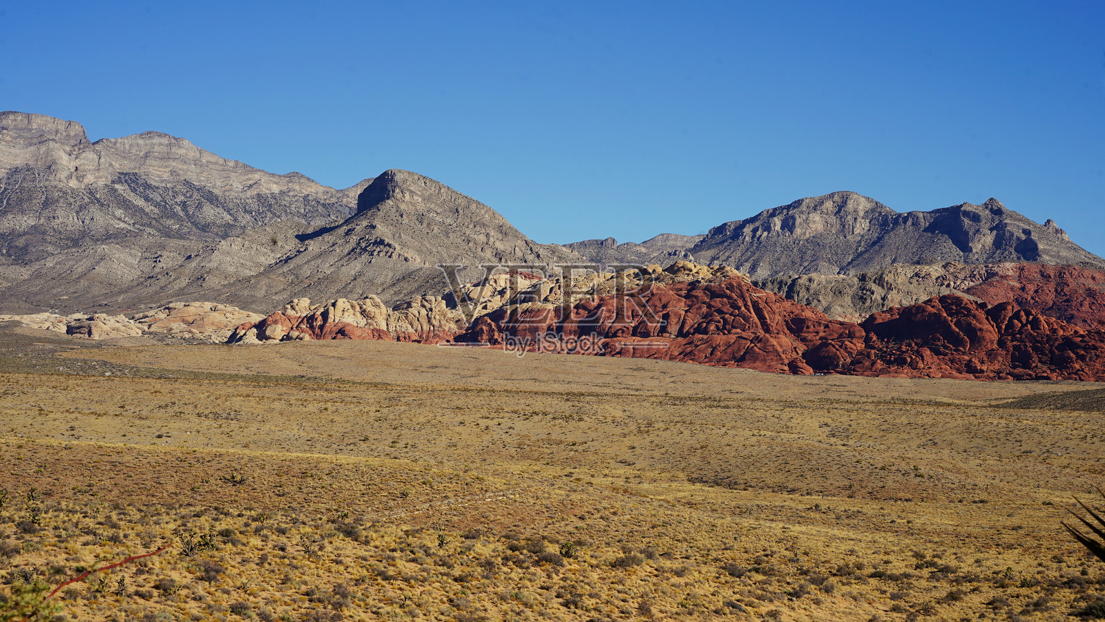 红岩峡谷中的植物、约书亚树和山脉照片摄影图片
