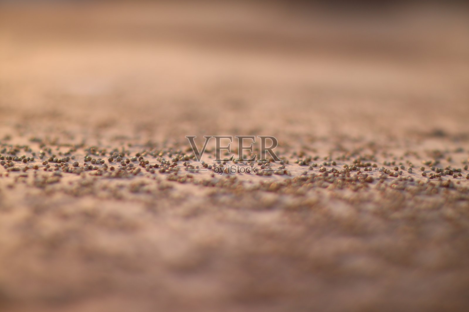 小米种子照片摄影图片