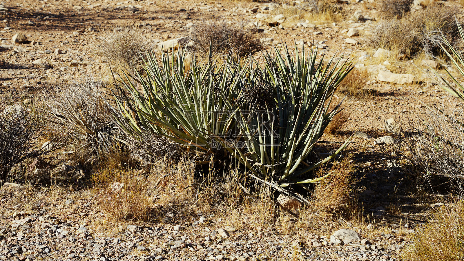 红岩峡谷中的植物、约书亚树和山脉照片摄影图片