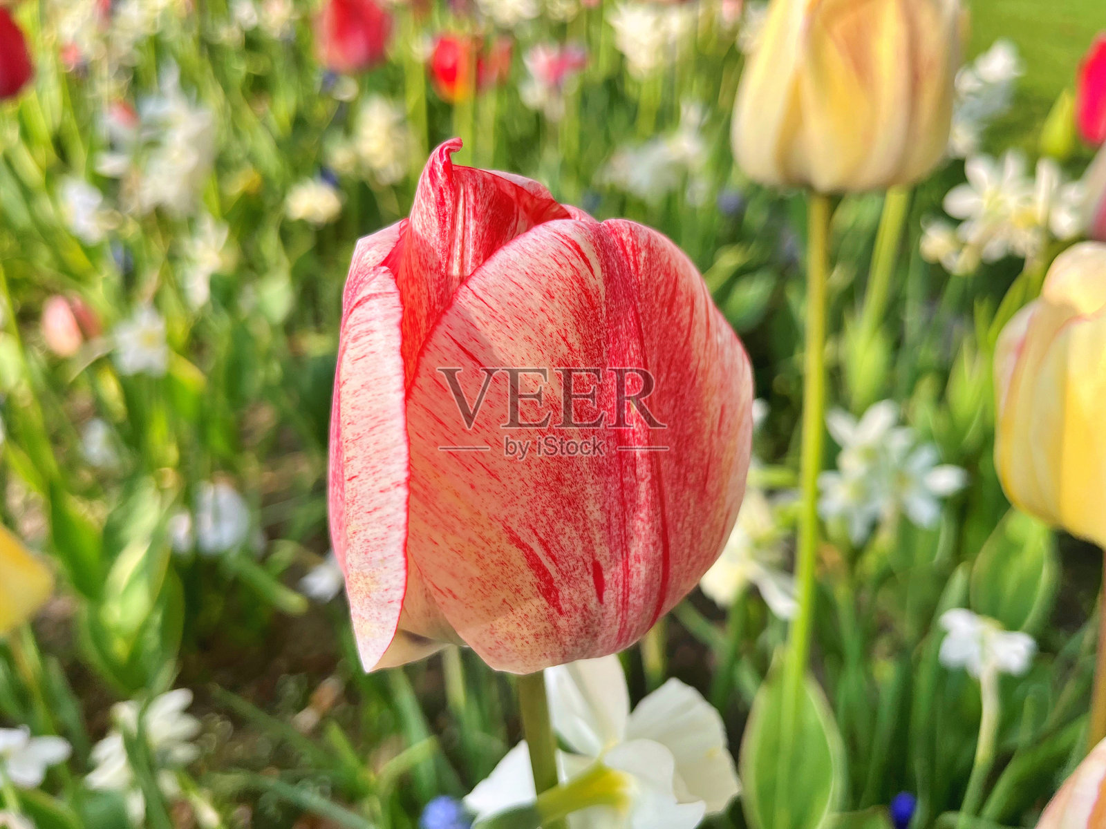 花园里的郁金香照片摄影图片