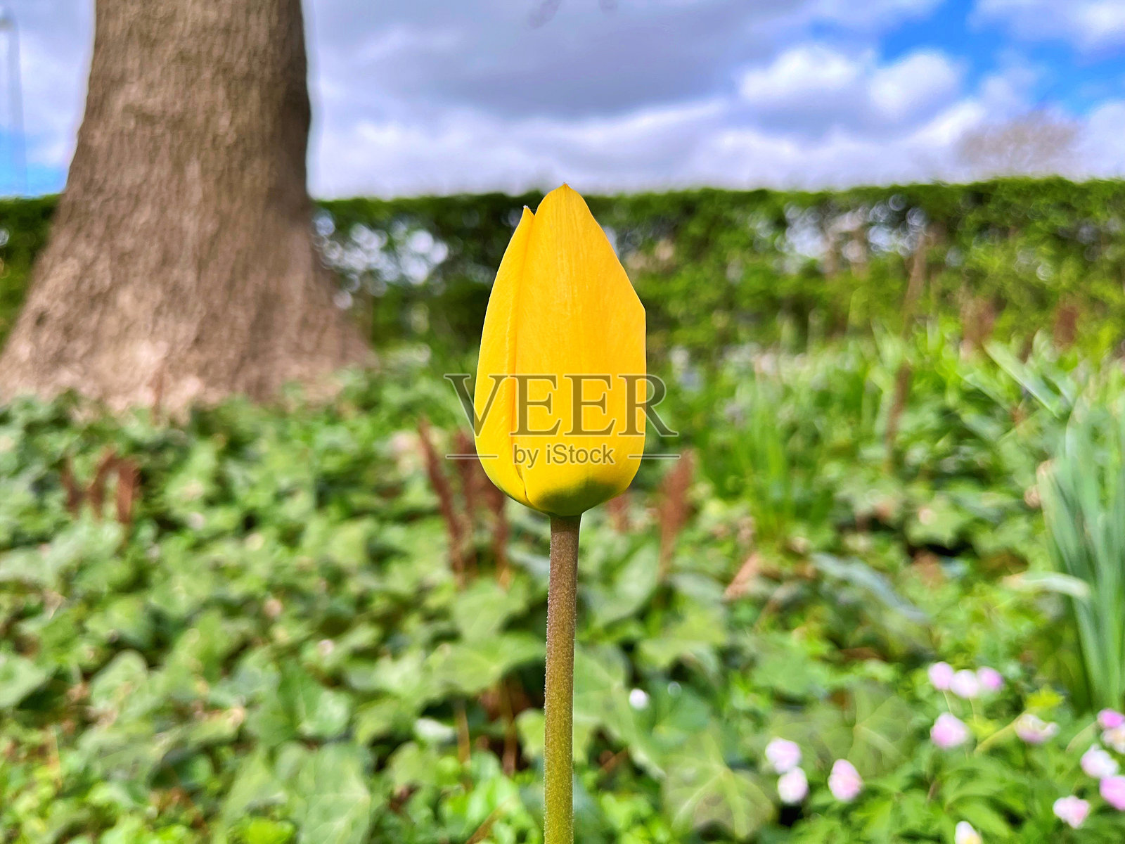 花园里的郁金香照片摄影图片