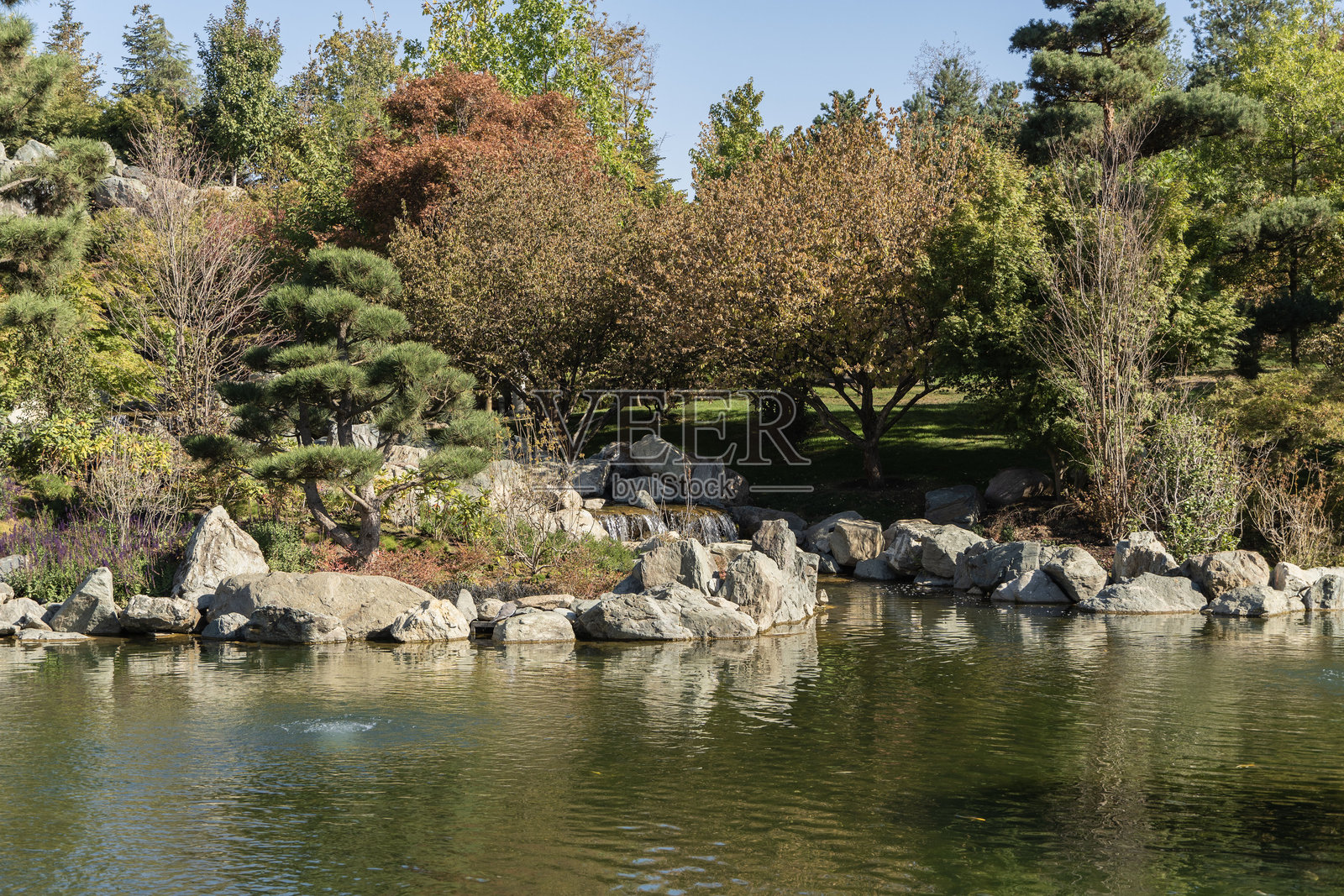 克拉斯诺达尔加利茨基公园的日本花园。修剪艺术。修整得体的树木和灌木生长在镜池的岸边。常青树以刈込风格修剪。照片摄影图片