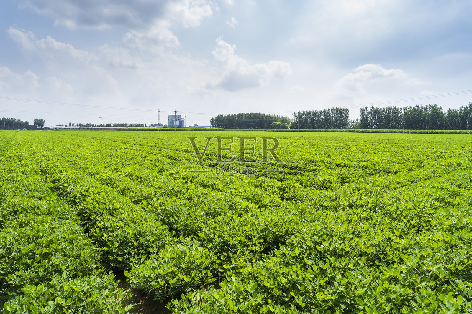 花生田，花生种植园。照片摄影图片