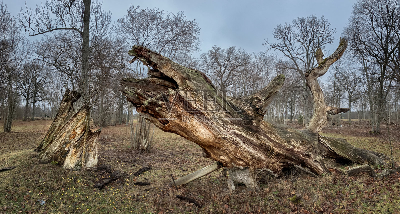古老的橡树照片摄影图片