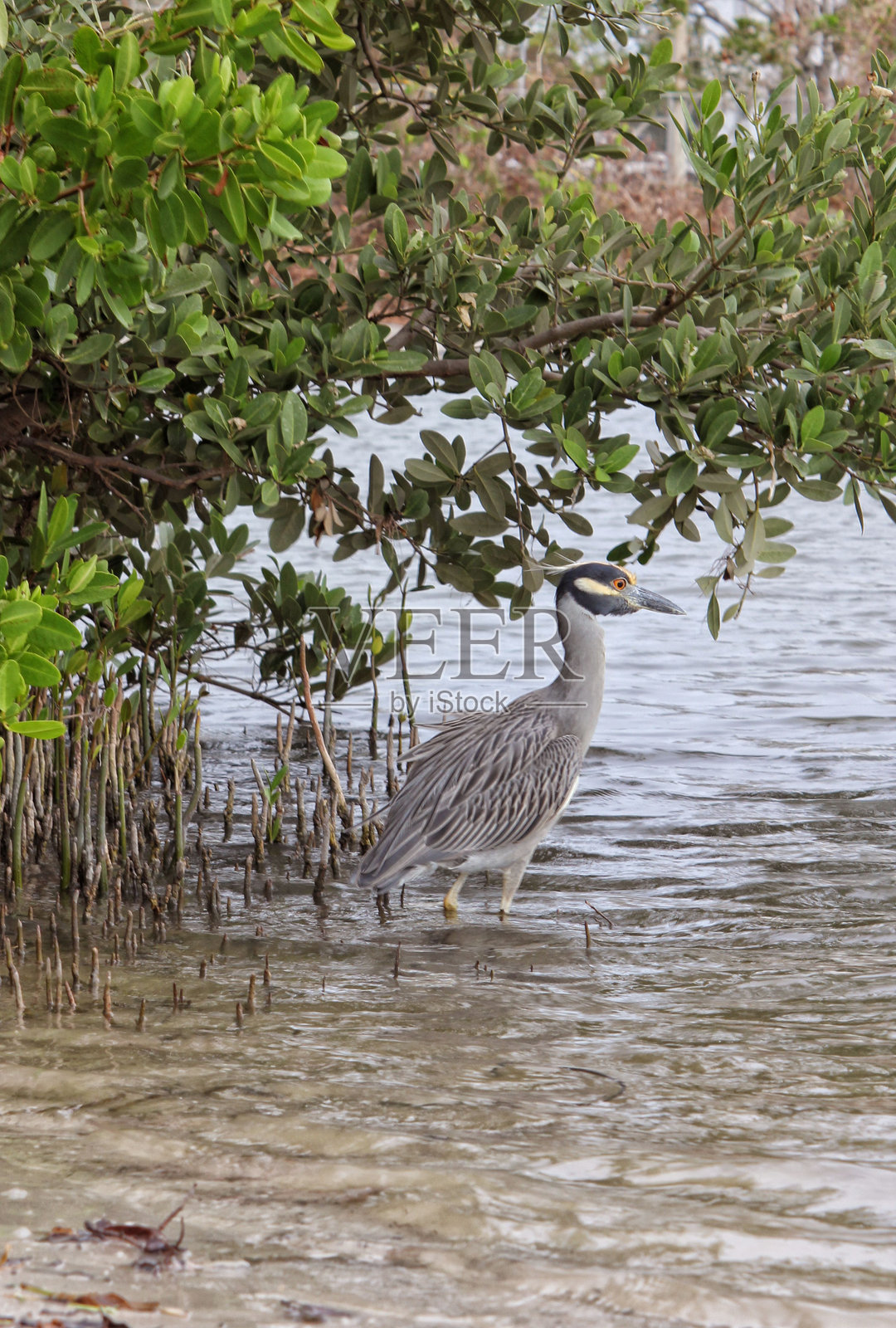 在红树林栖息地的苍鹭照片摄影图片