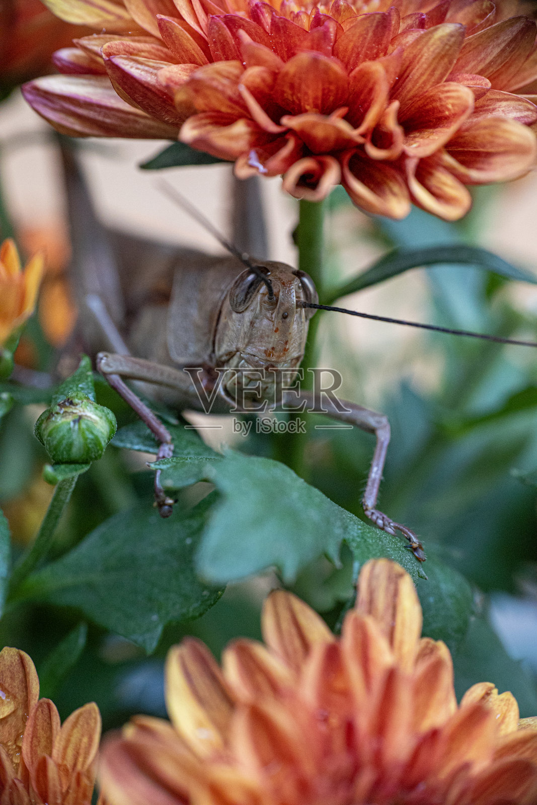 在盛开的花朵上的蚱蜢照片摄影图片