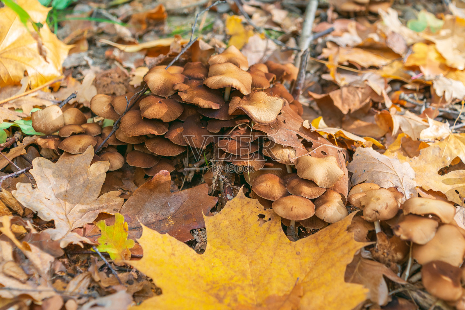 秋季森林中的蘑菇。阳光明媚的日子。落下的黄色树叶。美丽的明亮风景。照片摄影图片