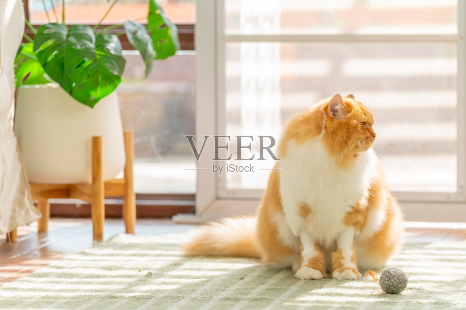 4K 英国长毛猫在客厅玩耍。照片摄影图片