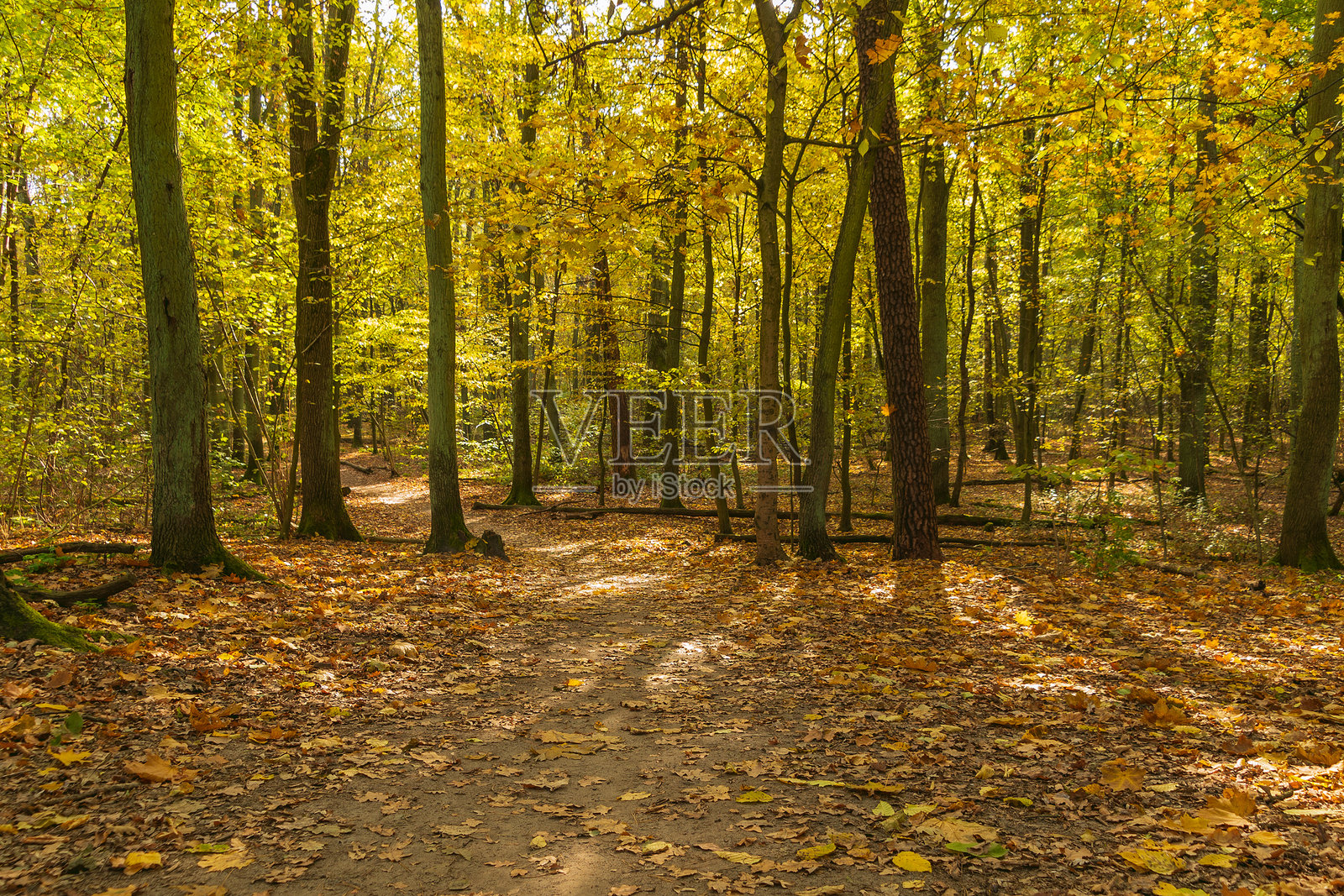 秋天森林中的小径。阳光明媚的日子。落下的黄色树叶。美丽而明亮的风景。照片摄影图片