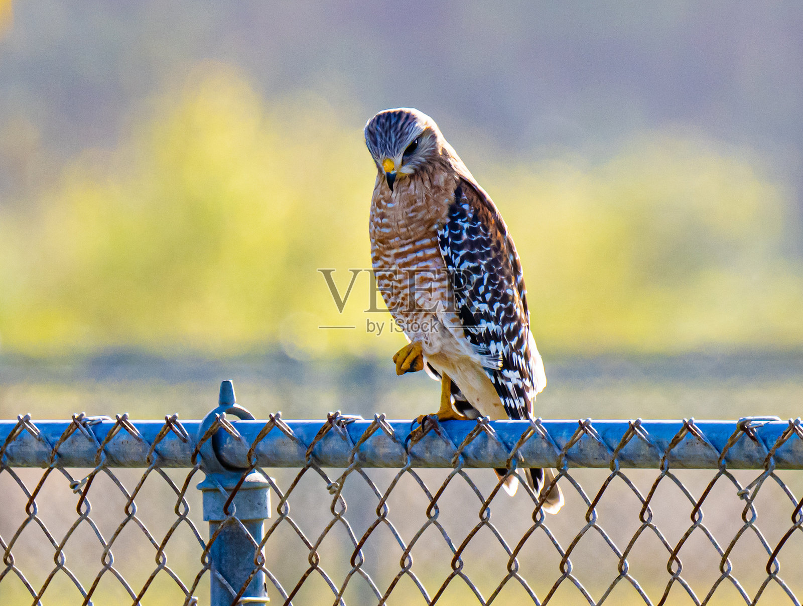 红肩鹰照片摄影图片