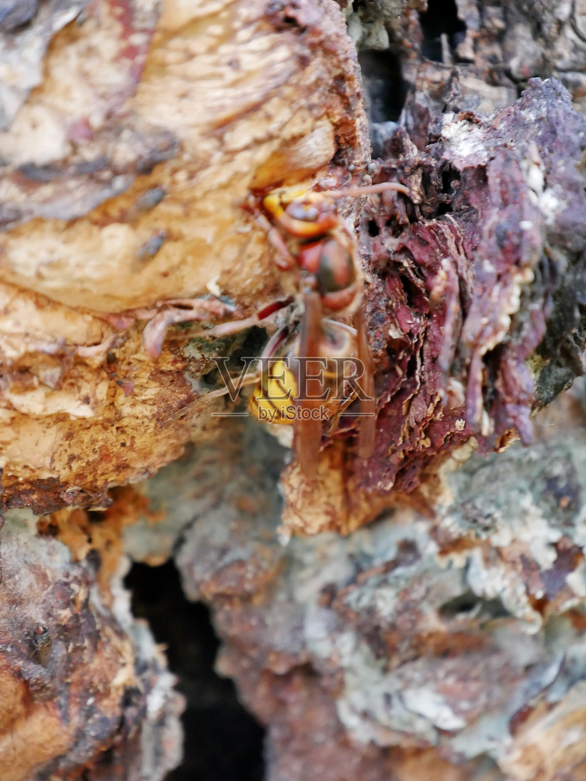 树上的昆虫照片摄影图片