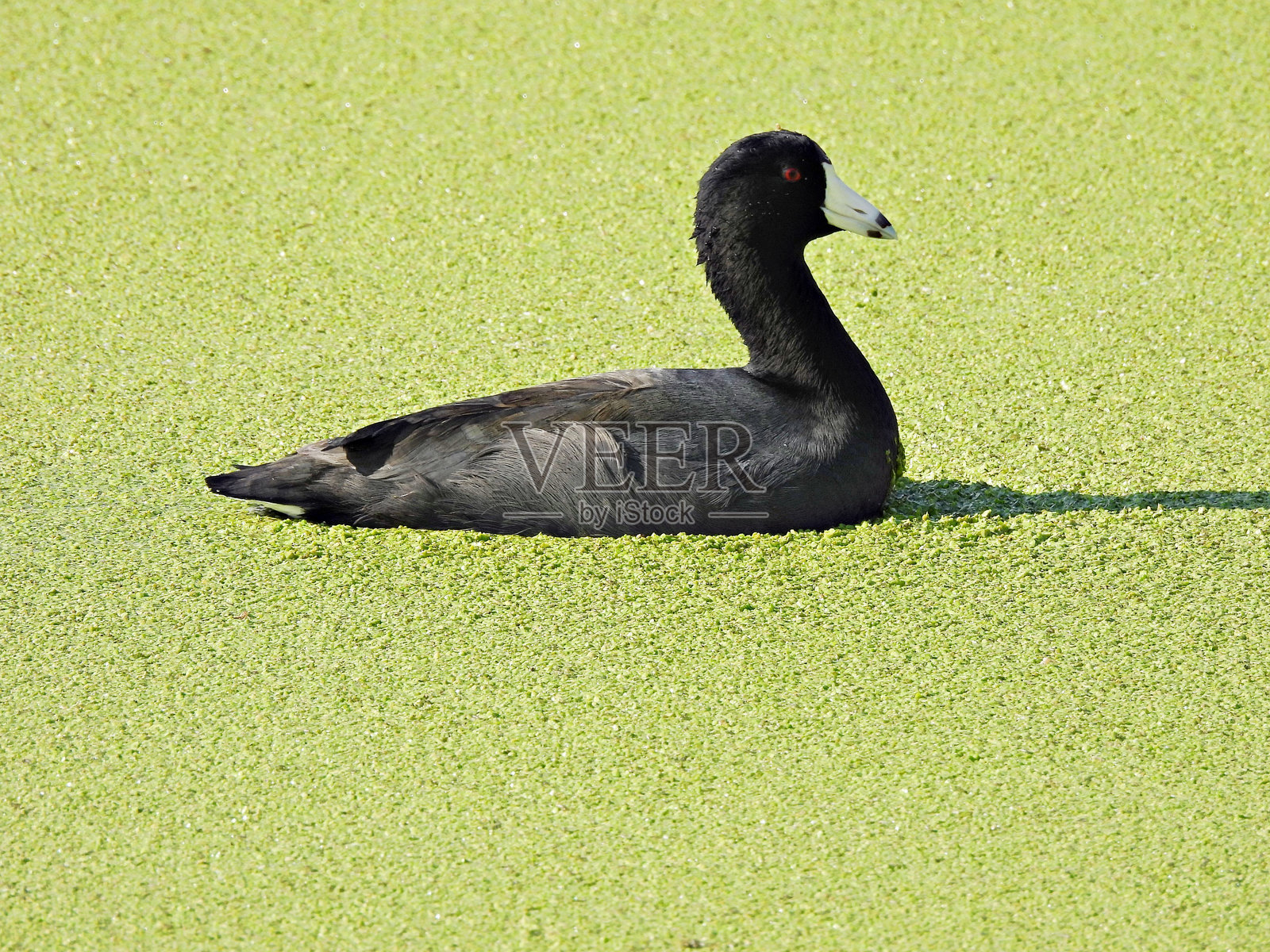 美洲黑水鸡（Fulica Americana）- 在湖中游泳，湖面上漂浮着浮萍照片摄影图片