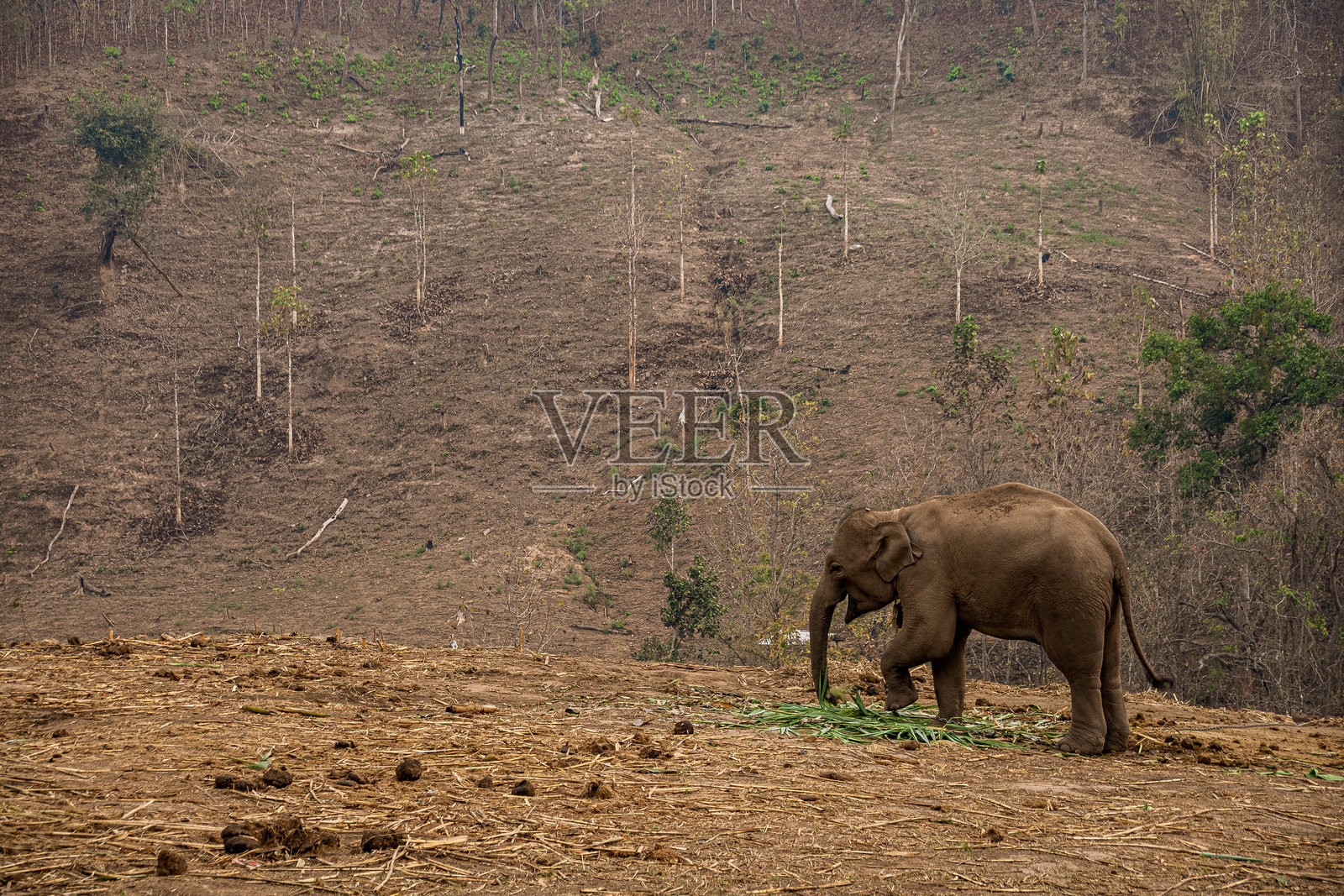泰国一片风景中，一只大象正在吃草。照片摄影图片