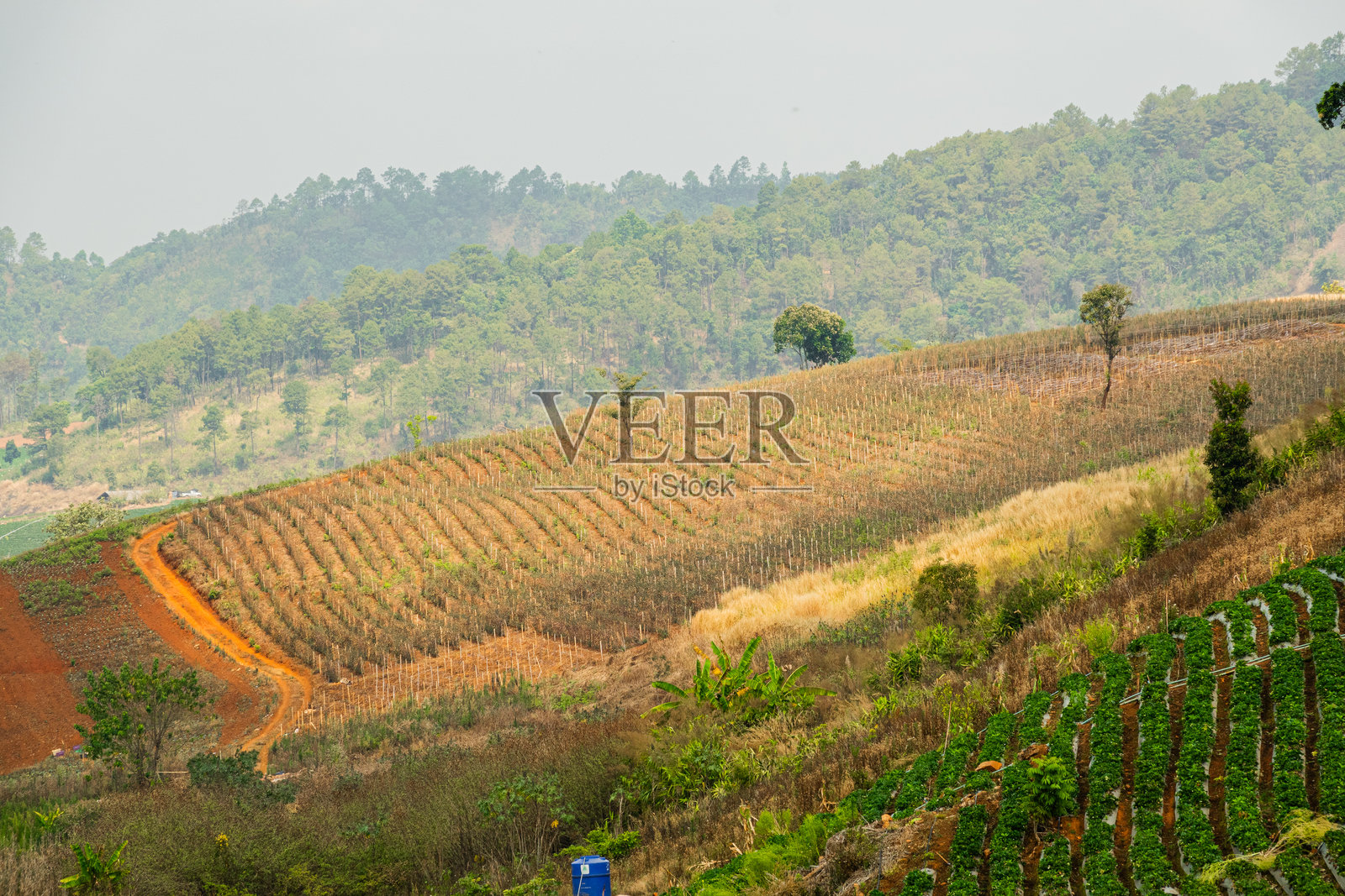泰国清迈的乡村风景，丘陵上种满了农作物。照片摄影图片