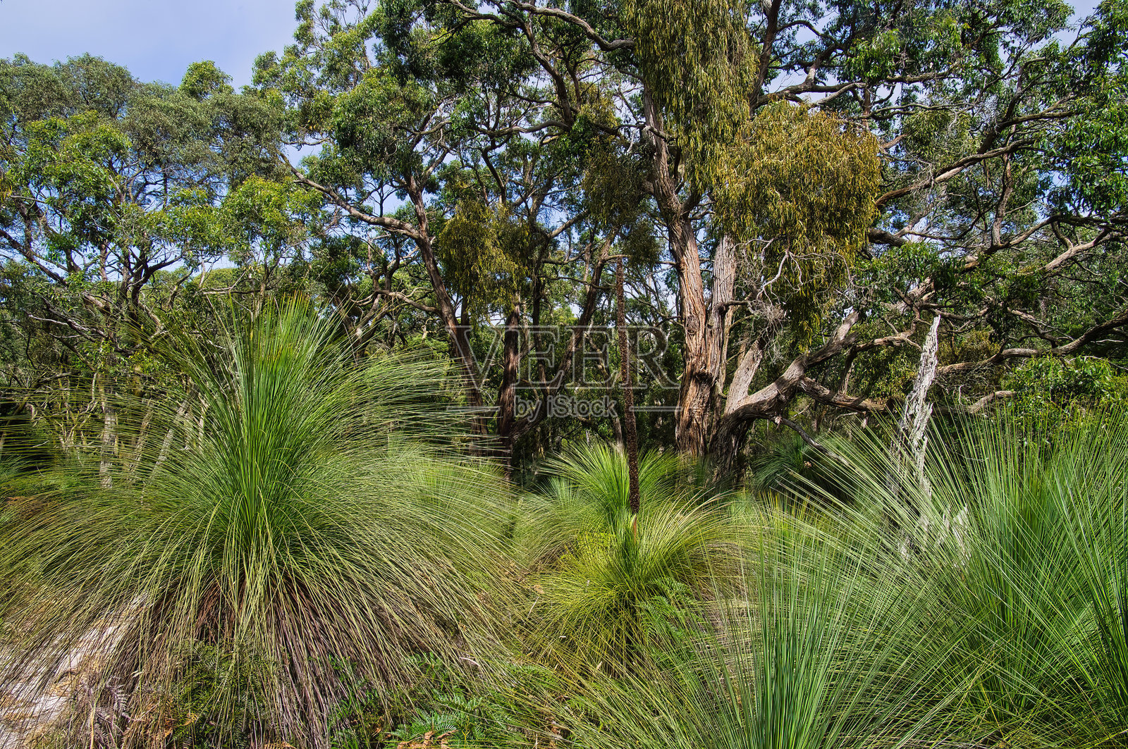 澳大利亚晨顿半岛的草树和桉树照片摄影图片