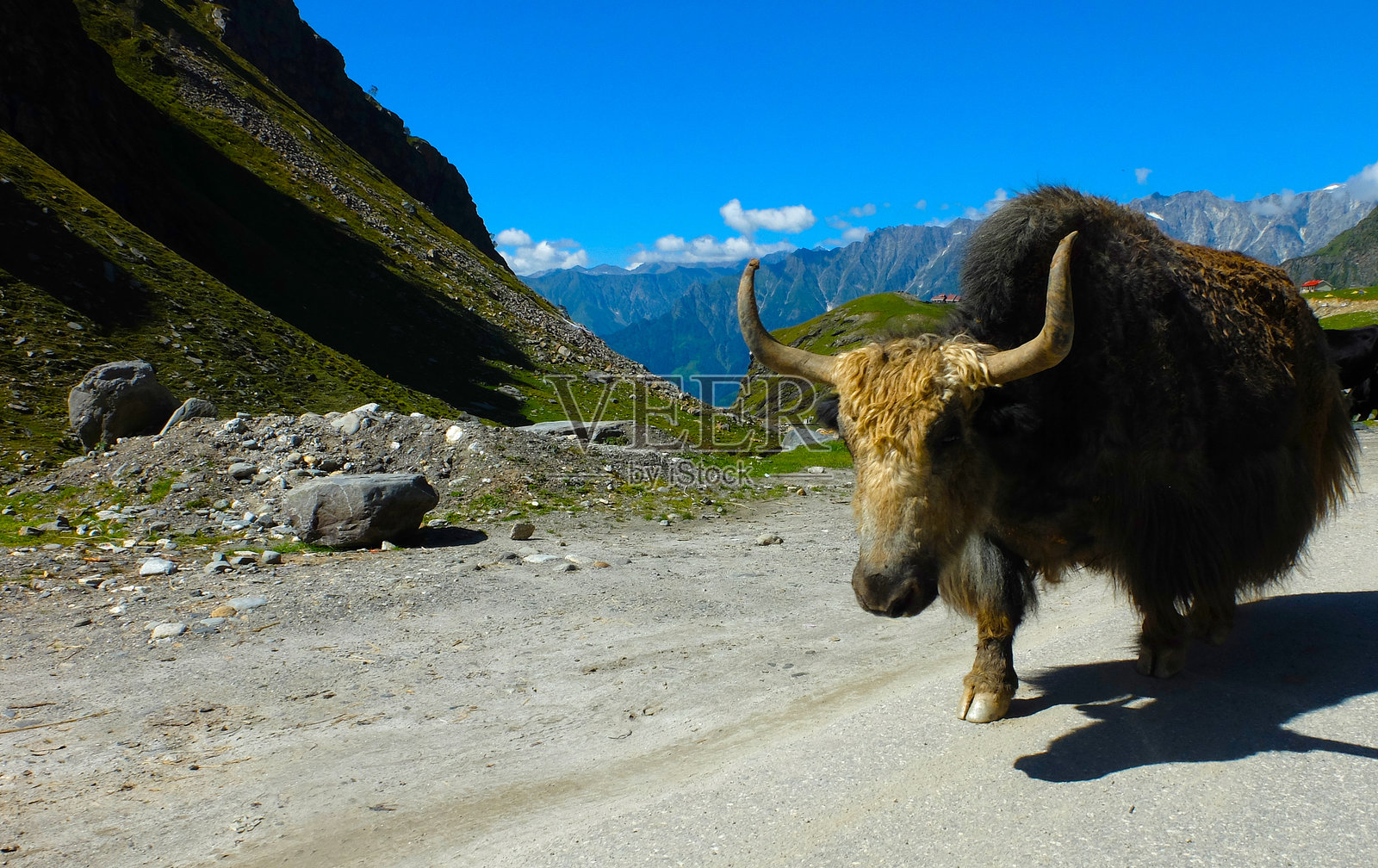 牦牛肖像照片摄影图片
