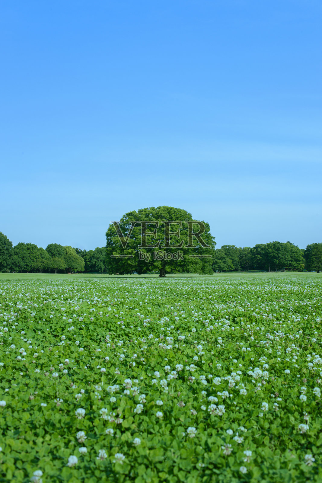 绿色公园照片摄影图片