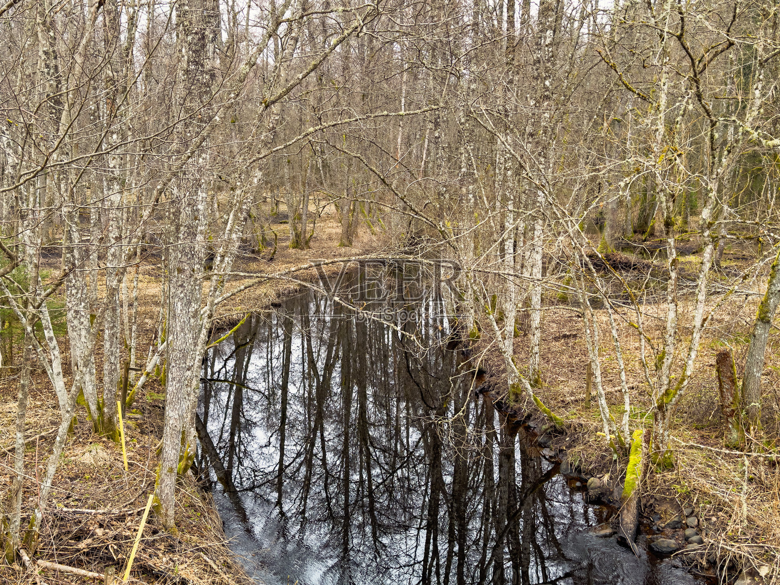 初春时节的林间小河照片摄影图片