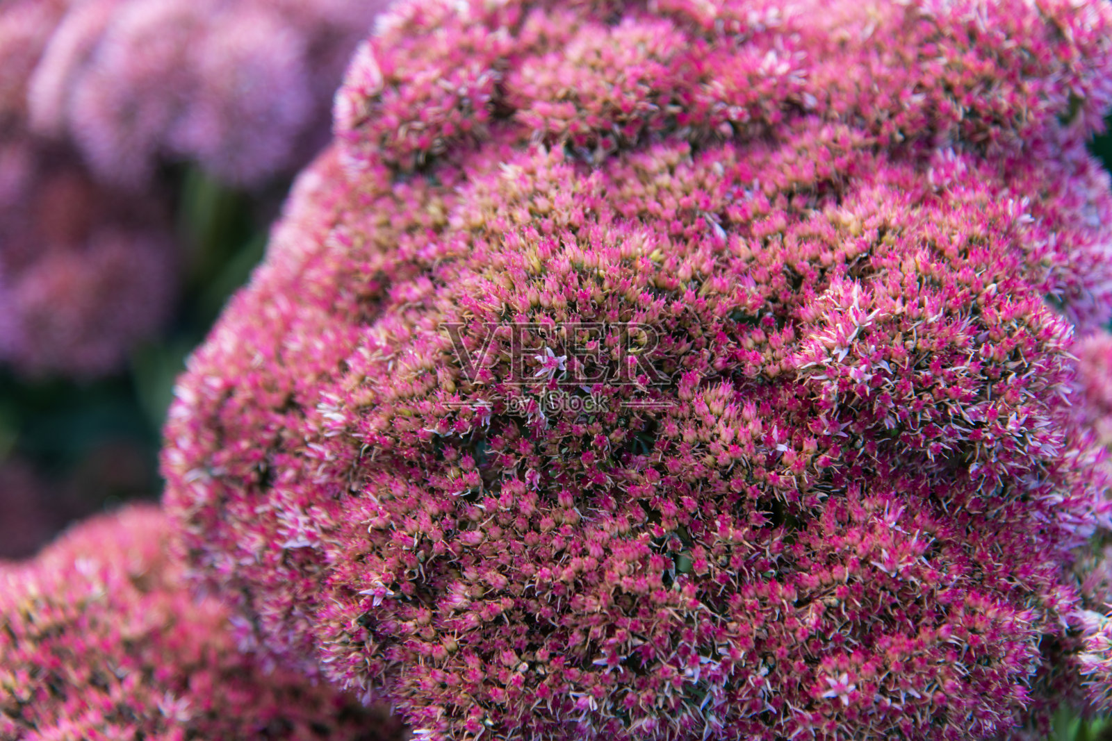 花园中的景天植物照片摄影图片