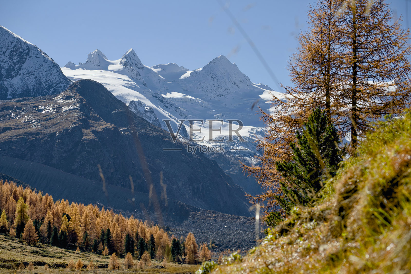 秋季的瓦尔·罗塞格，远眺罗塞格冰川。位于庞特雷西纳附近的贝尔尼纳山脉金黄色的落叶松森林（格劳宾登州，乌尔滕加丁）。照片摄影图片