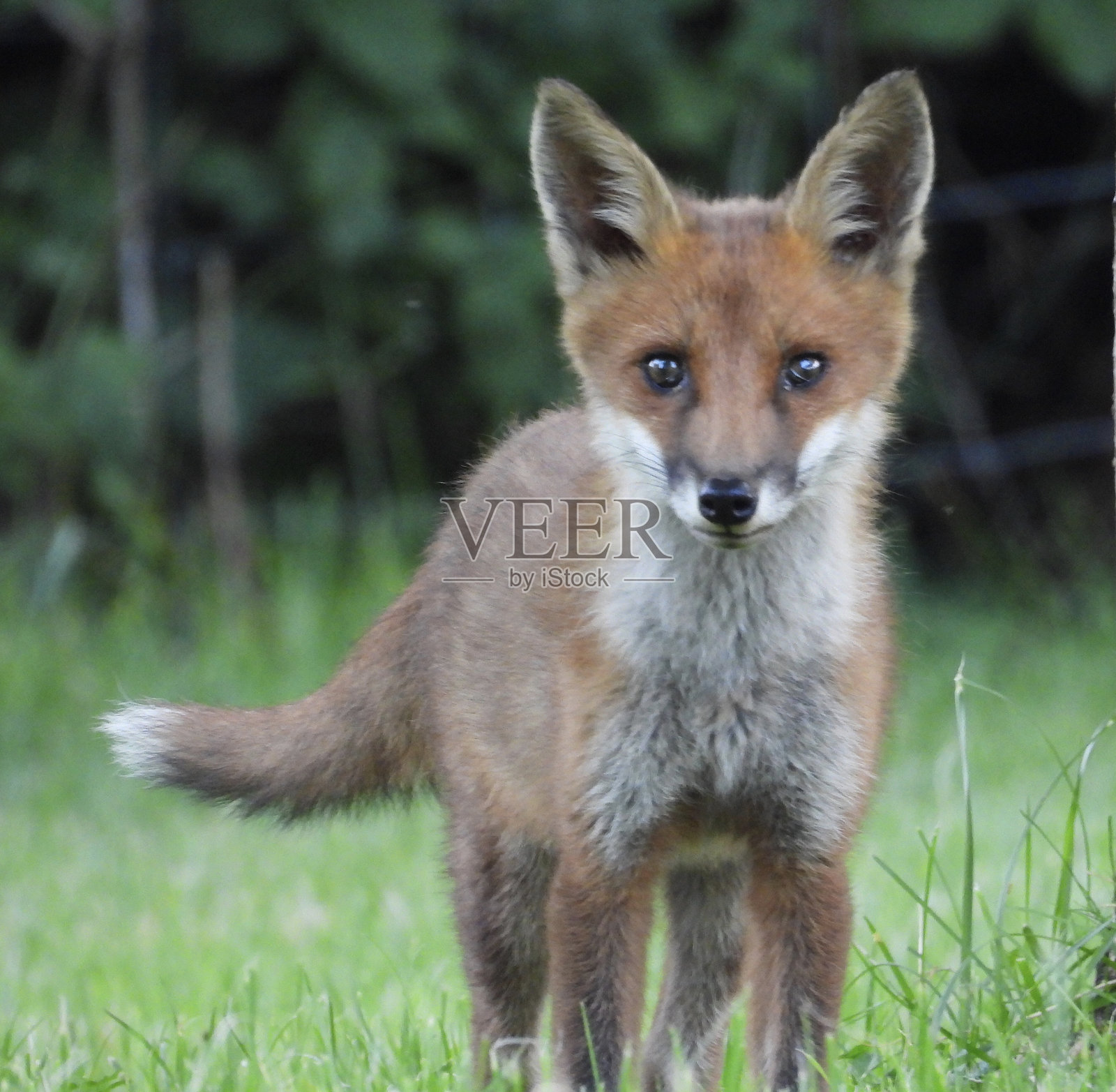 英格兰的红狐幼崽照片摄影图片