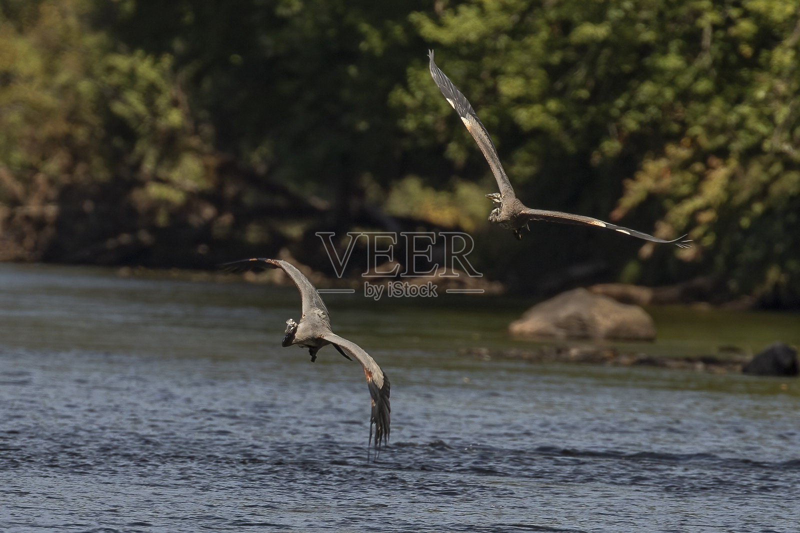 大蓝鹭在特拉华河上空飞翔照片摄影图片