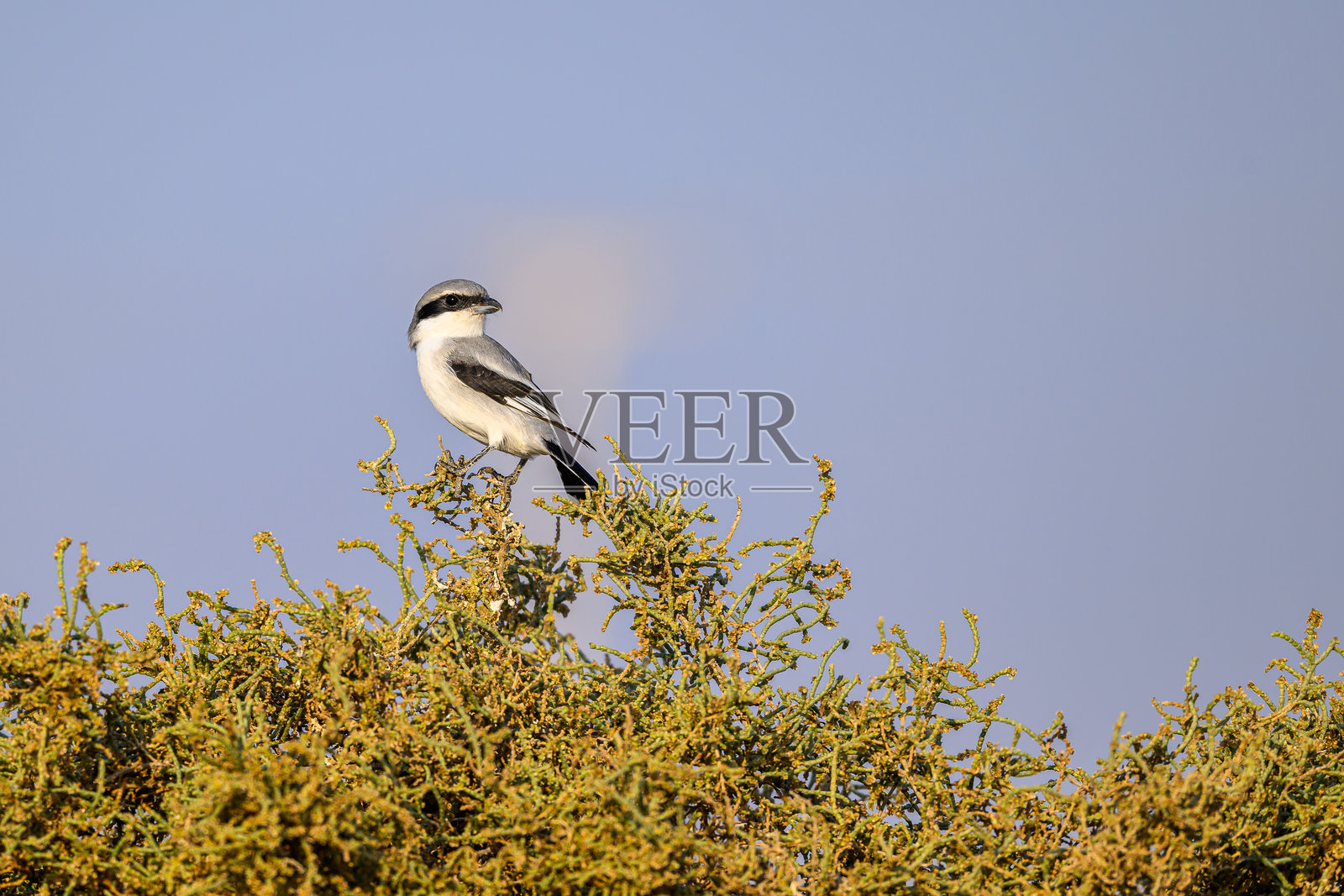 站在树枝上的鸟照片摄影图片