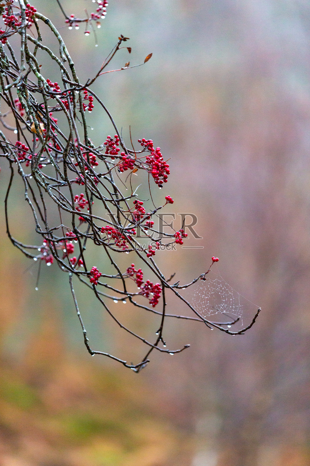 苏格兰晚秋的山楂树上挂满鲜红的浆果照片摄影图片