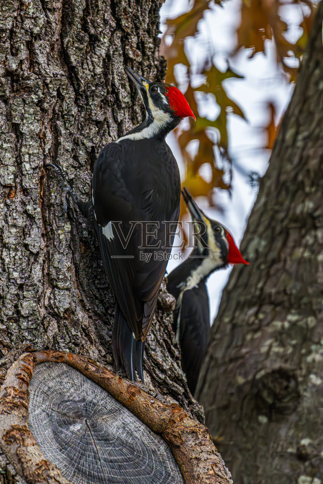 一对红冠啄木鸟栖息在树上照片摄影图片