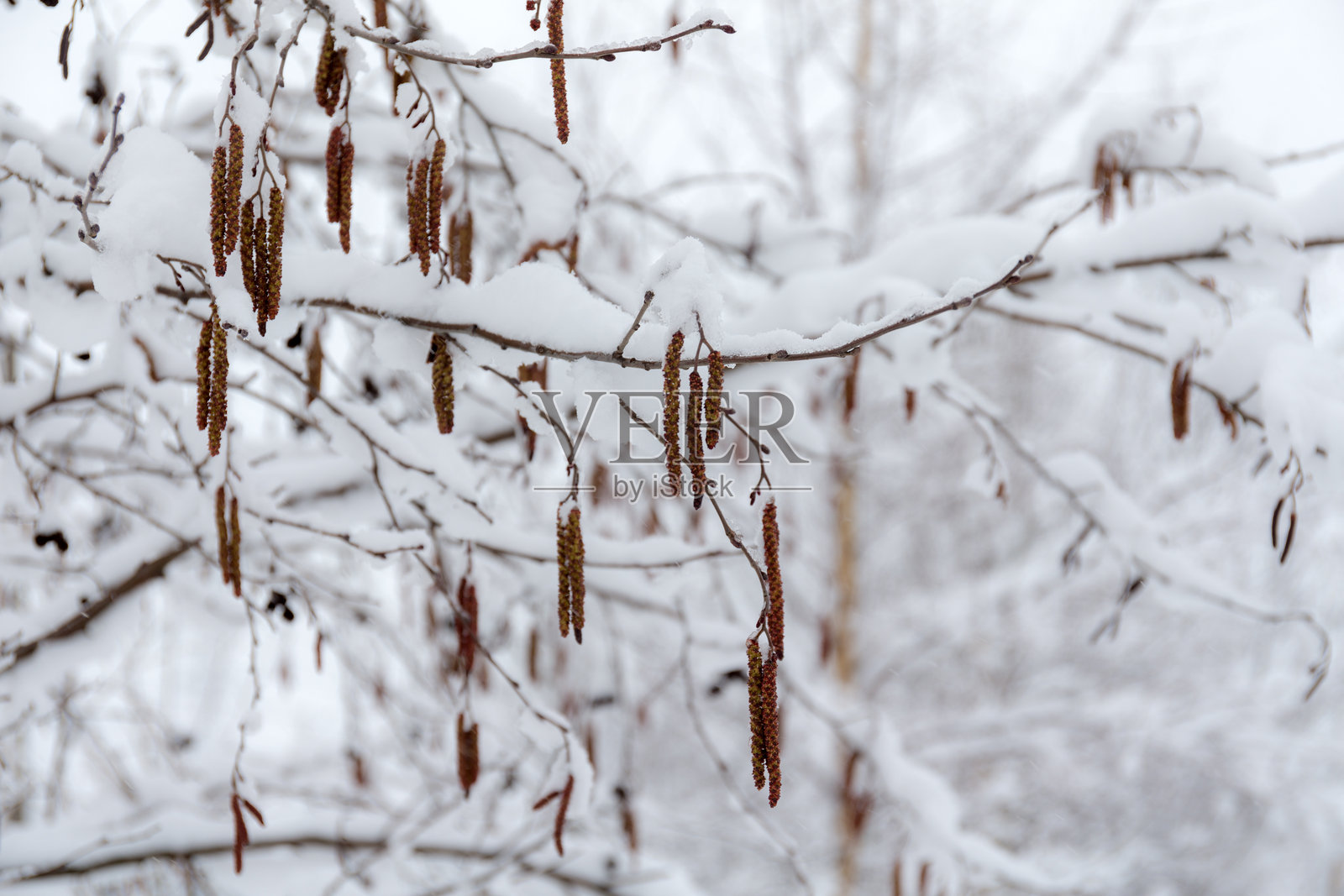 雪下的桤木枝条与芽苞照片摄影图片
