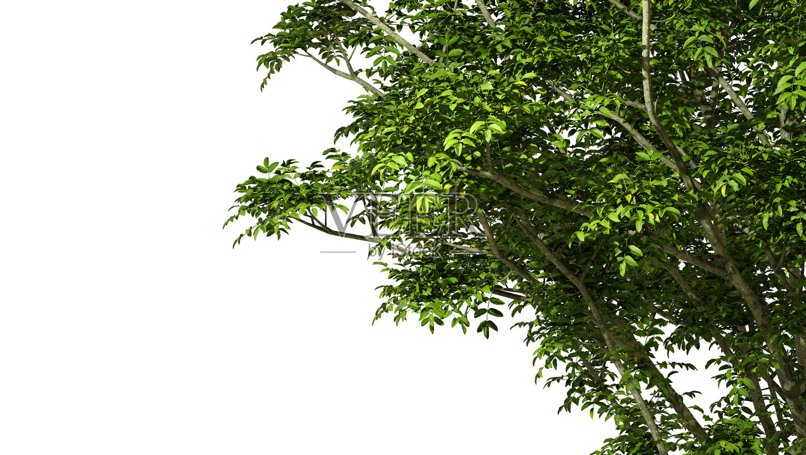 白色背景上的丛林树木枝叶剪影构图布局3D插图照片摄影图片