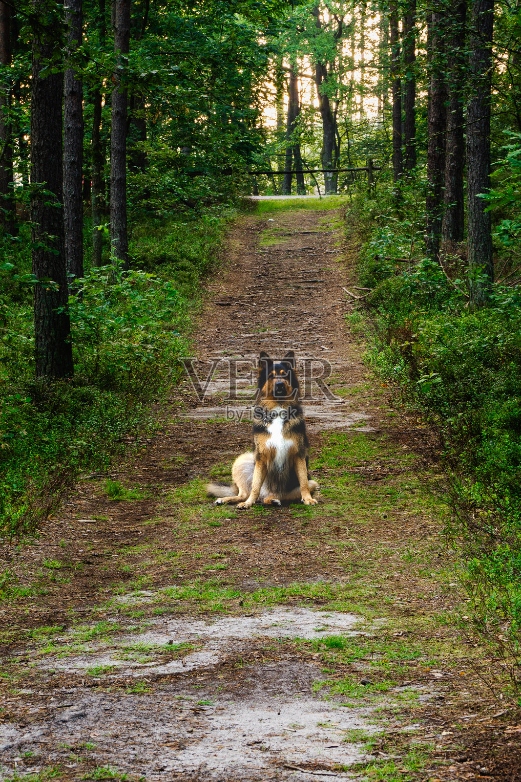 一只狗坐在森林中的泥土小路上照片摄影图片