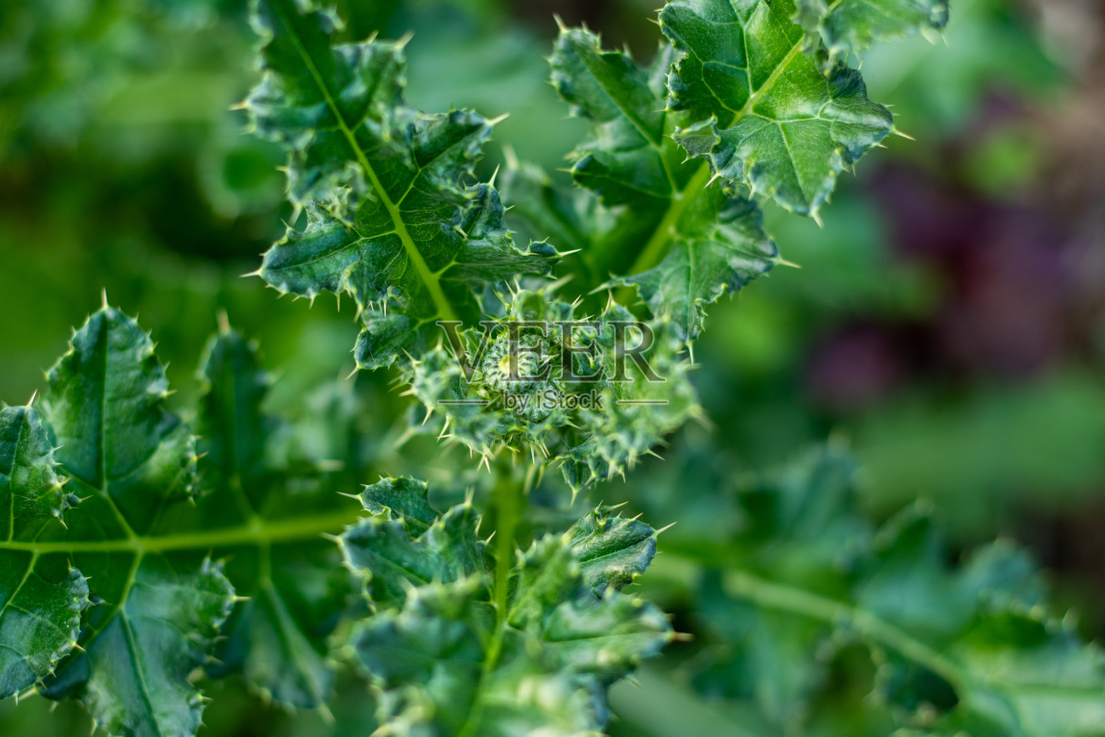 田蓟是一种生长在开阔地带的有刺植物。照片摄影图片
