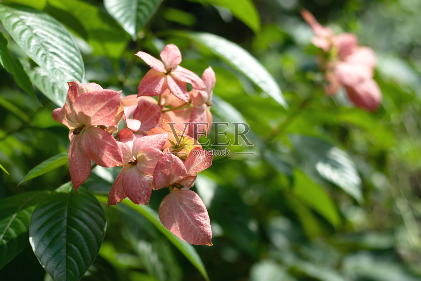 佛灯与小黄星形花朵照片摄影图片