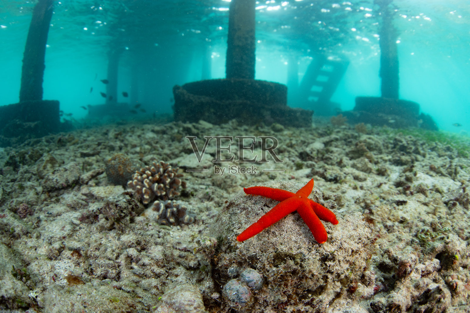 印度尼西亚浅海海底的红海星照片摄影图片