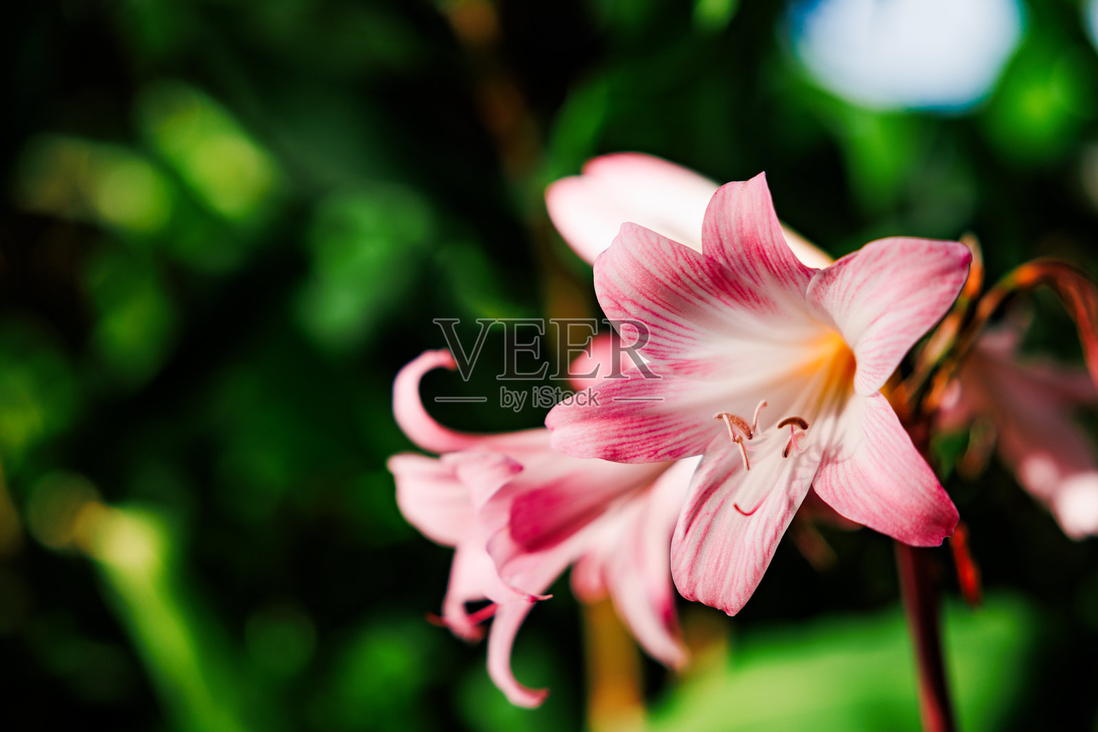 阿佐尔群岛（葡萄牙）的美人蕉花卉旅行。照片摄影图片