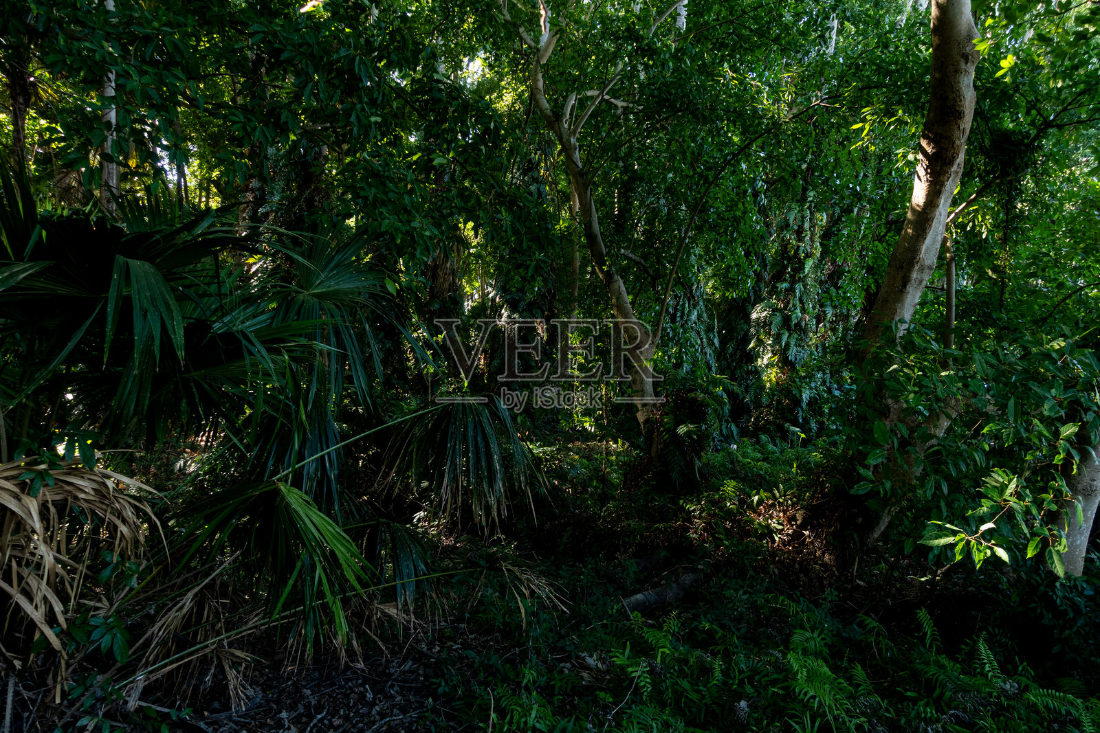 Wat Kham Chanod的Chanod或Chanot树照片摄影图片