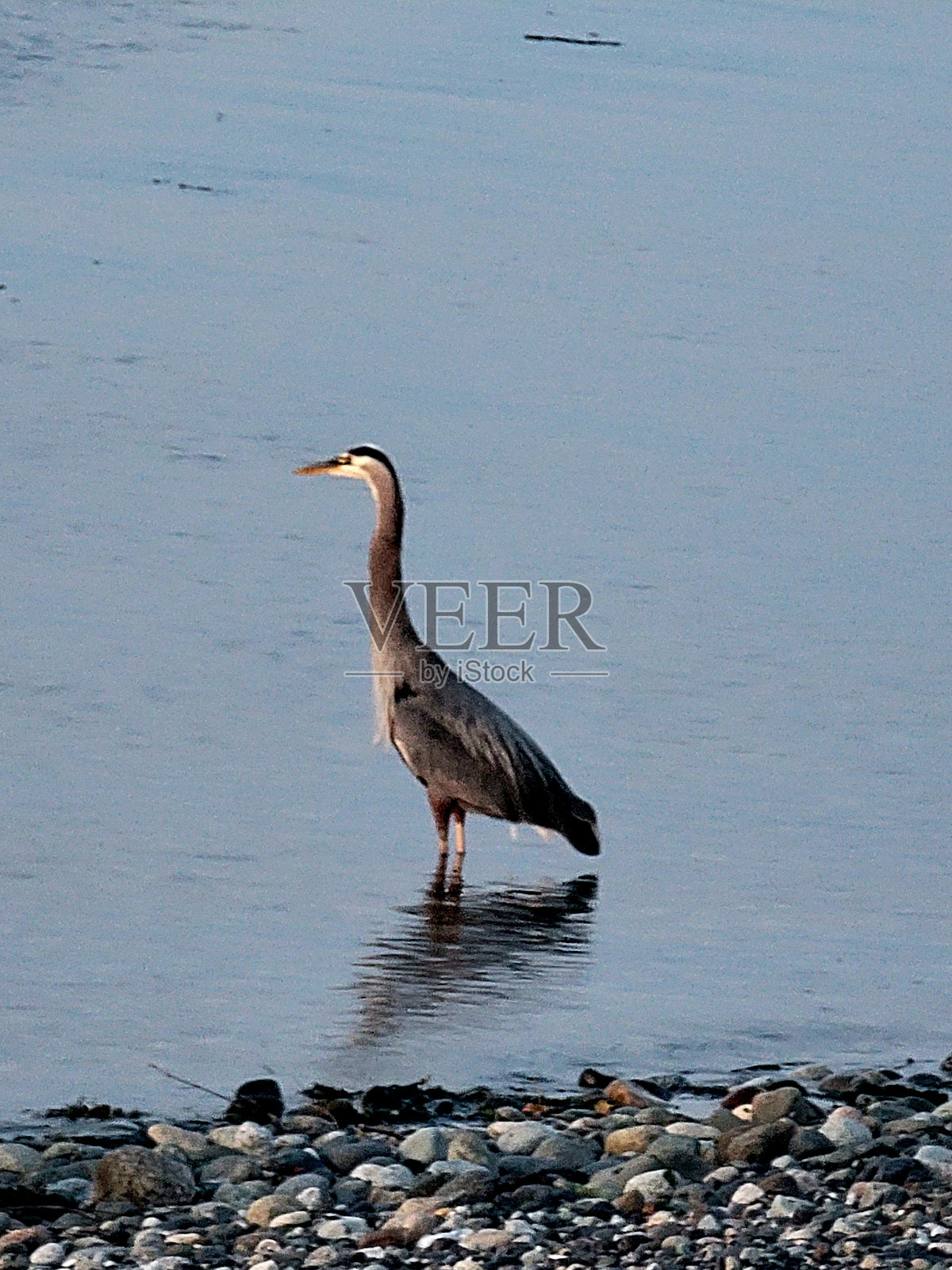 大蓝鹭照片摄影图片