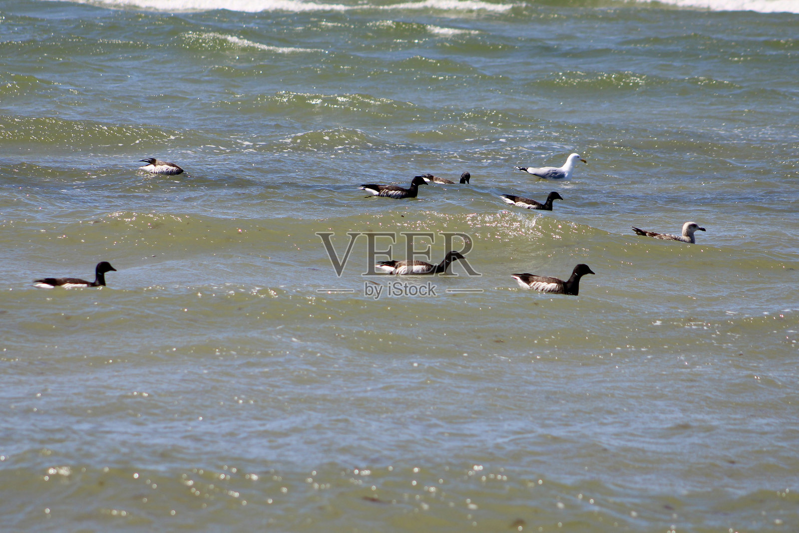 水中的鹅照片摄影图片