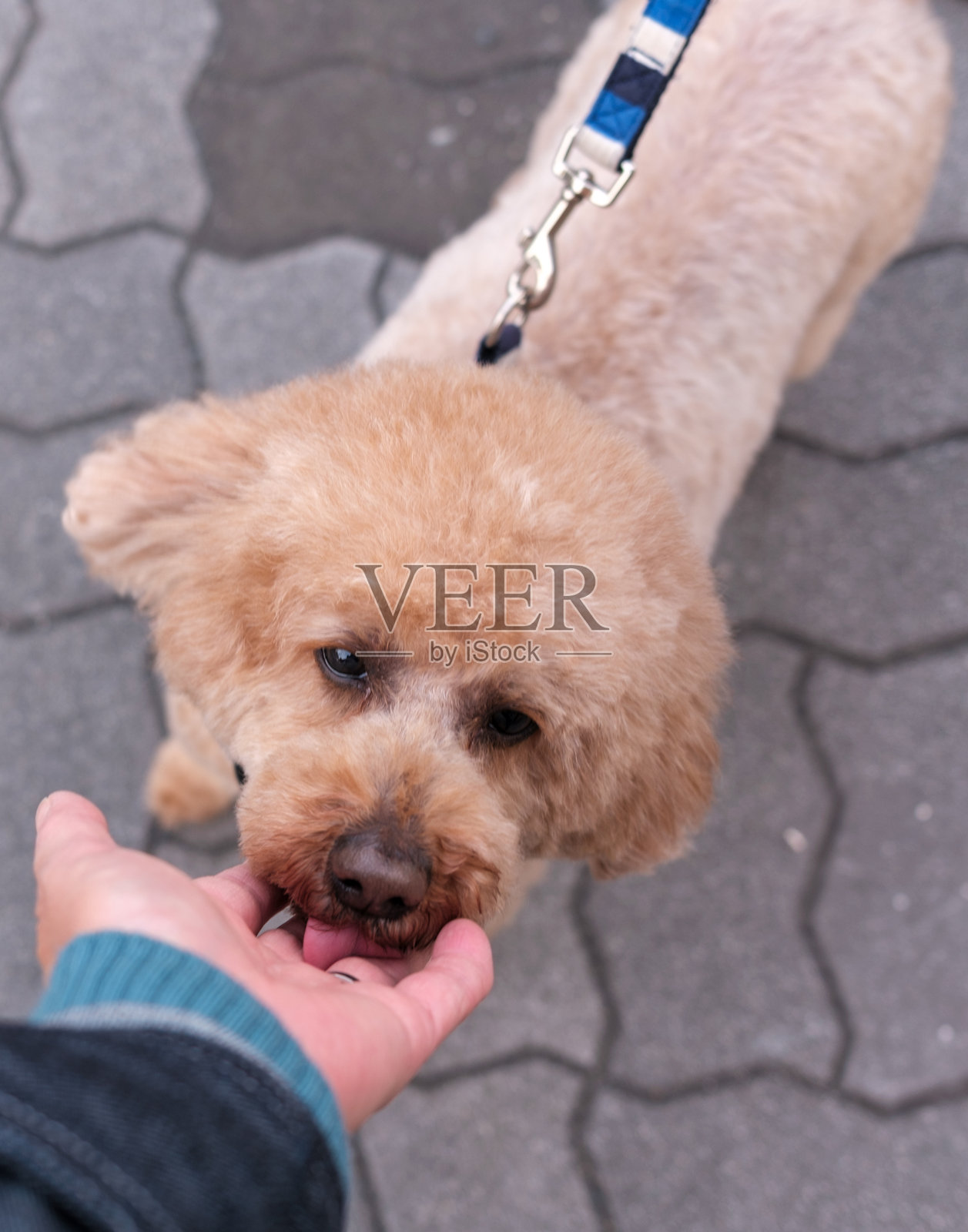 一只玩具贵宾犬在舔一位女性的手。照片摄影图片