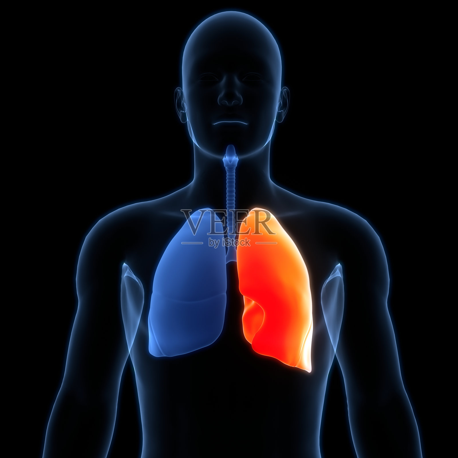 人类呼吸系统肺部解剖结构照片摄影图片