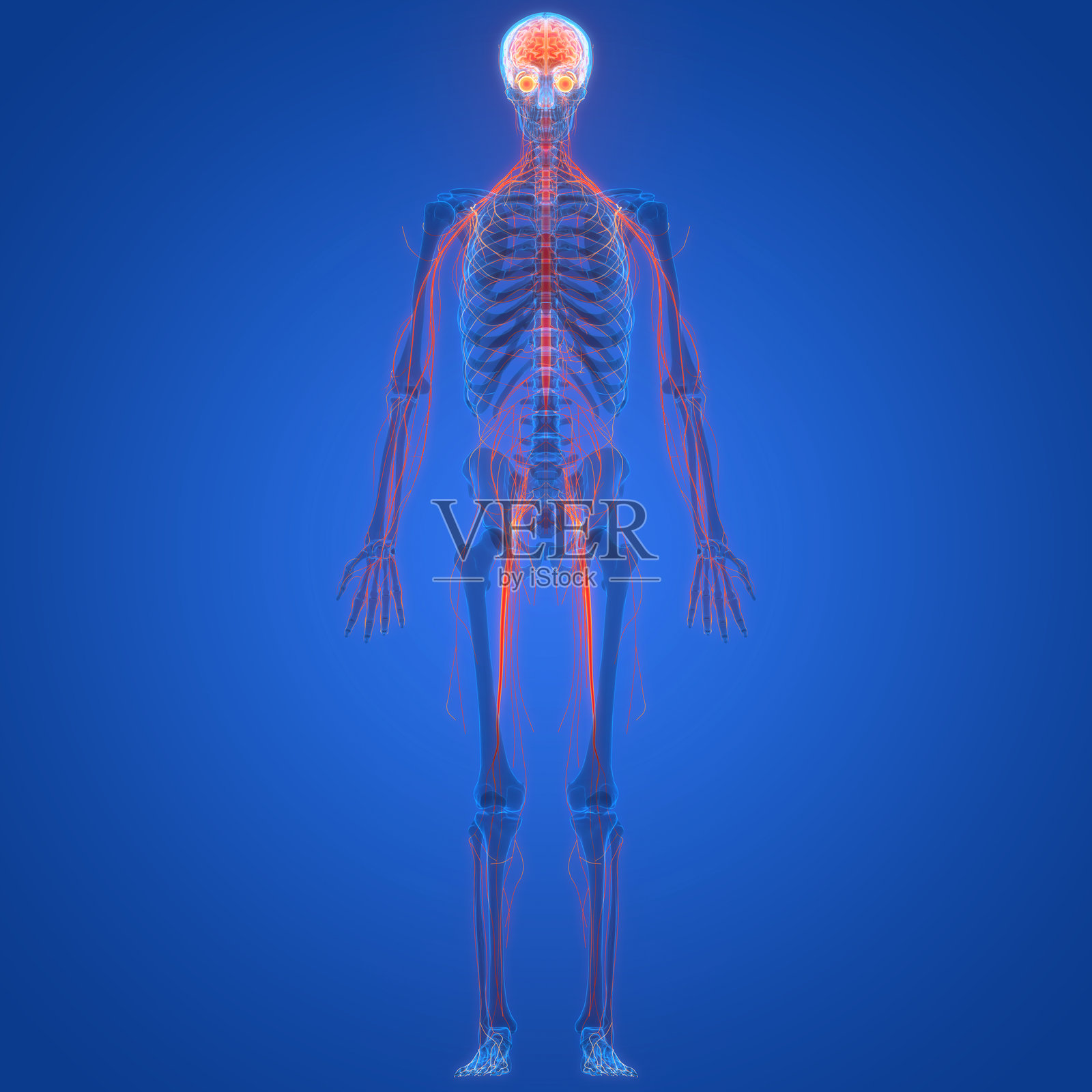 人类神经系统的中央器官大脑解剖结构照片摄影图片