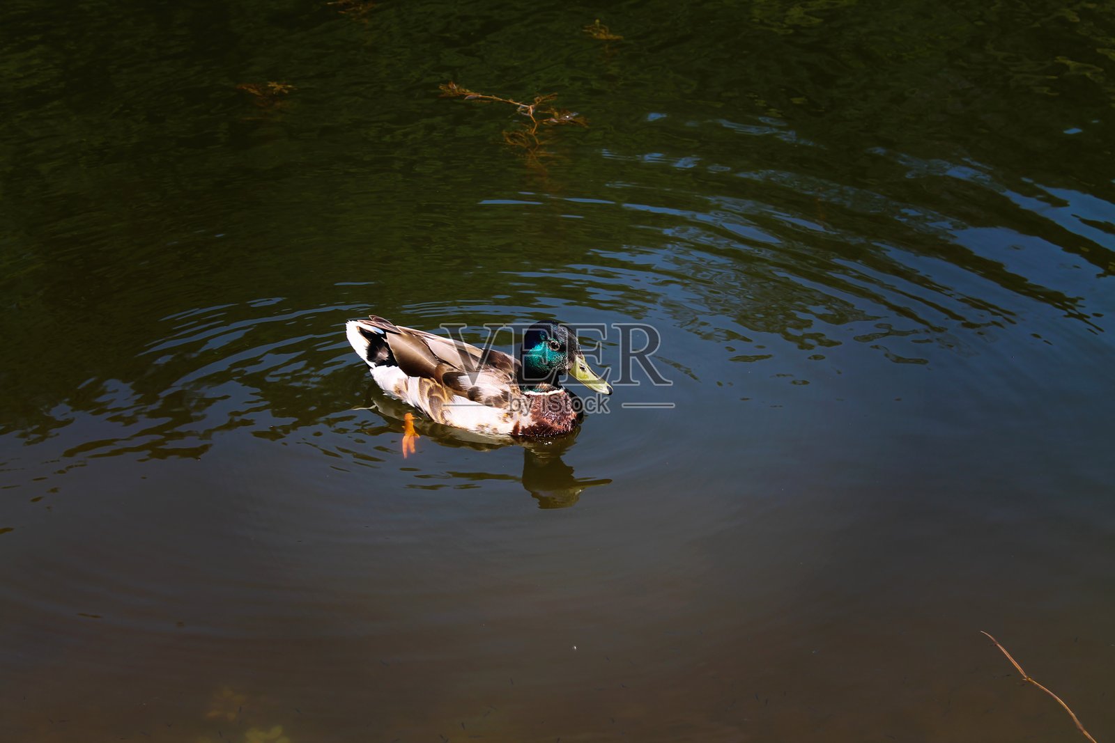 五彩斑斓的雄性野鸭在阳光明媚的日子里，宁静的湖泊中平静地滑行。照片摄影图片