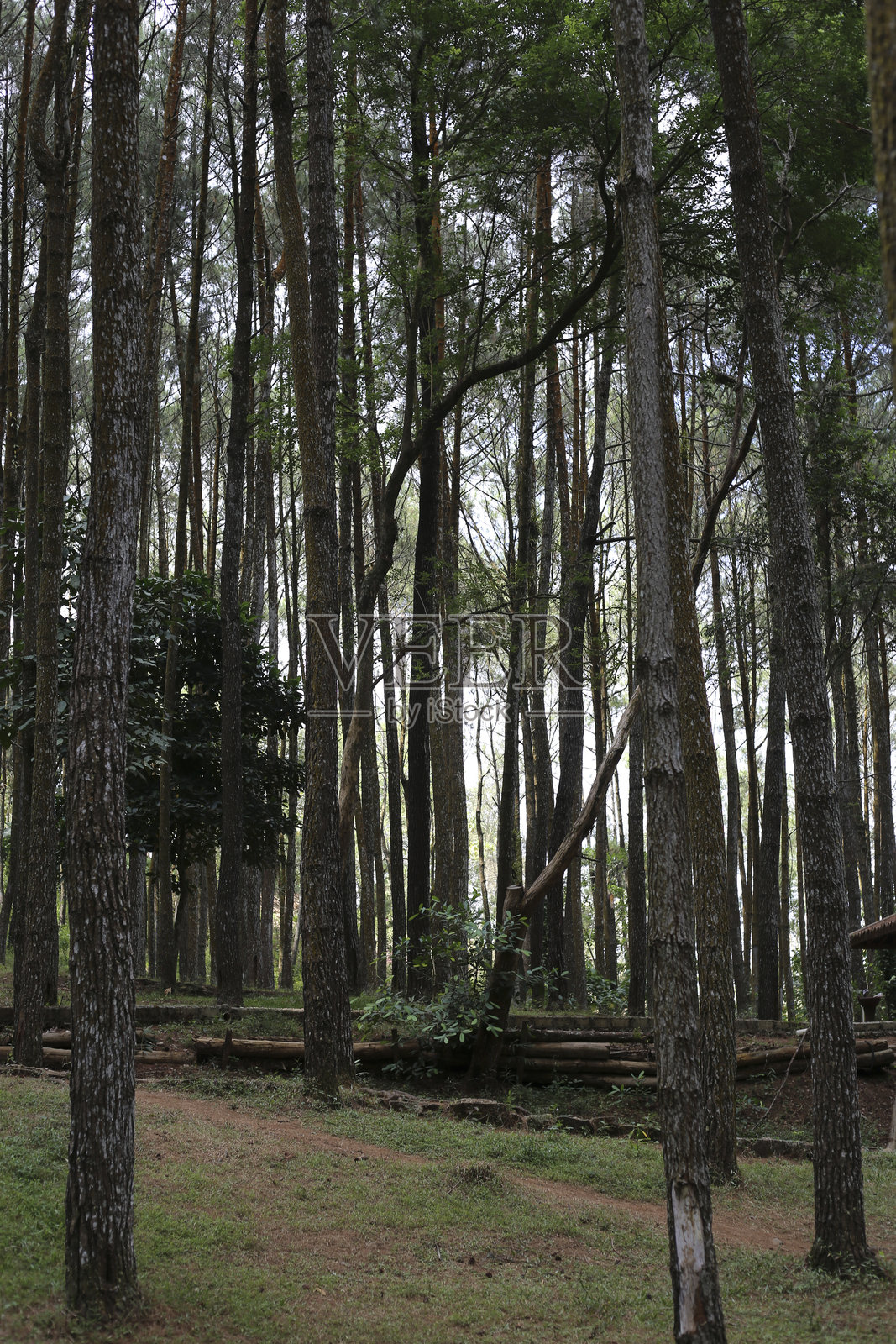 宁静的森林景观，树木高耸，绿叶繁茂照片摄影图片