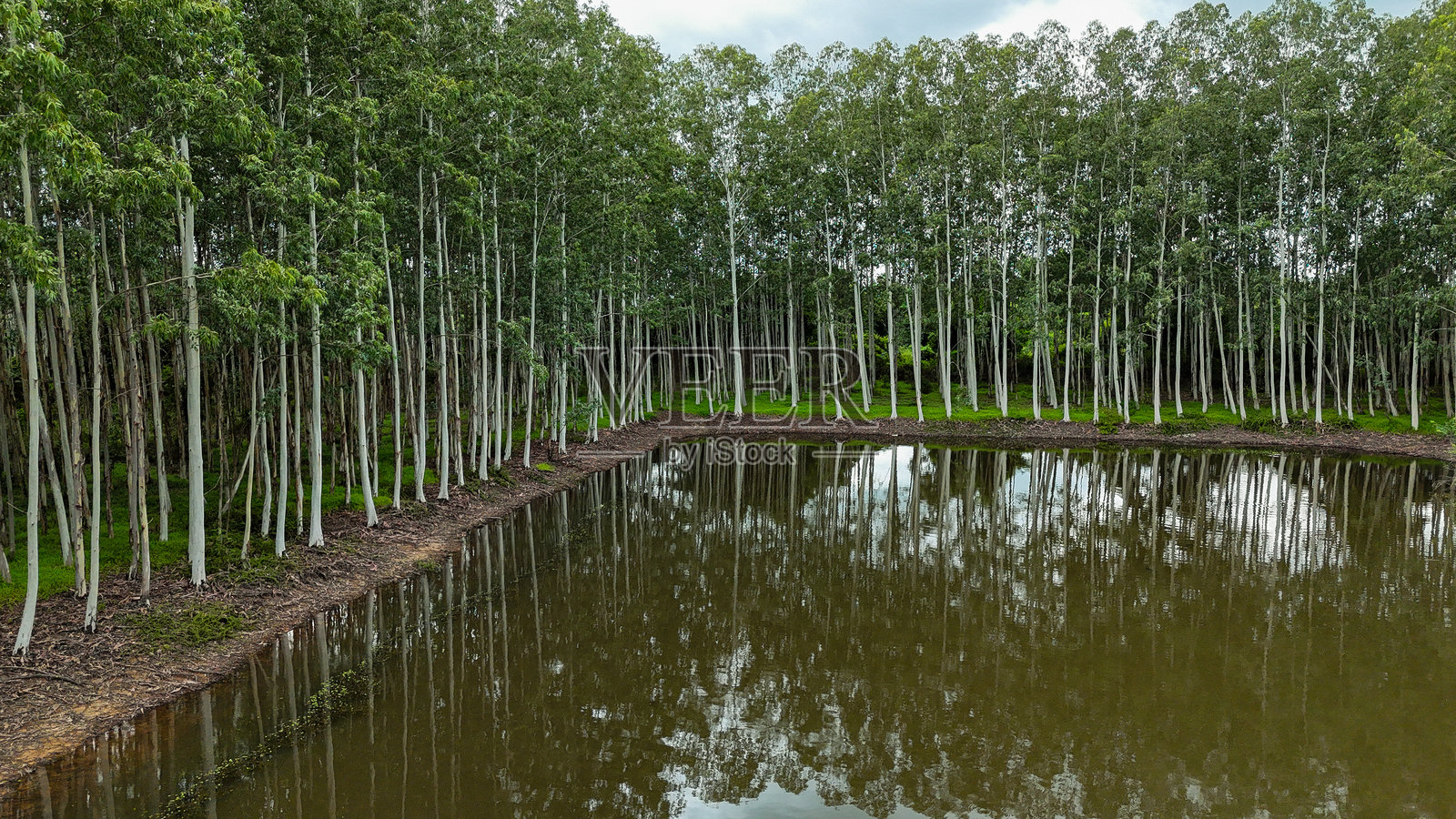 美丽的桉树照片摄影图片