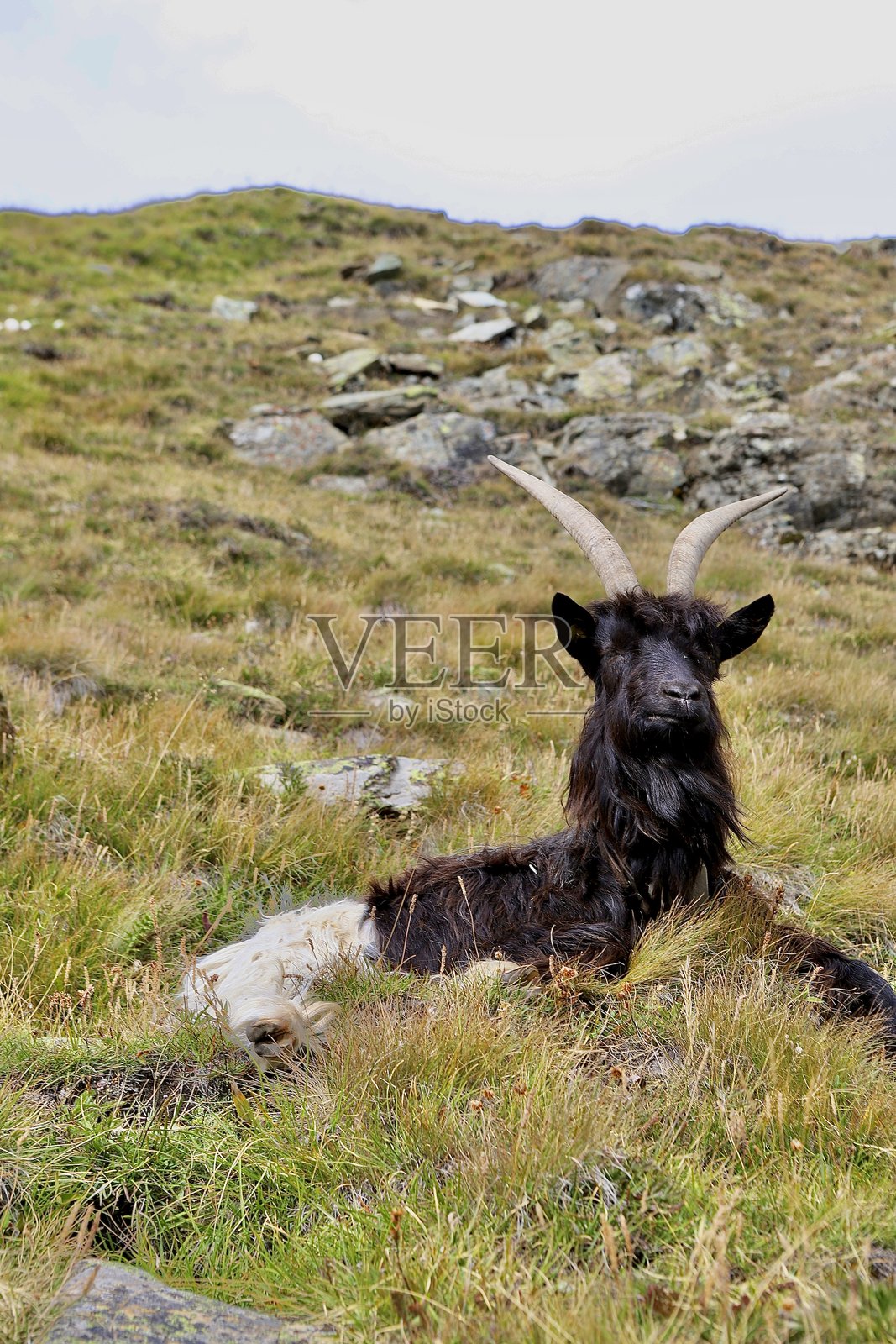 山羊照片摄影图片