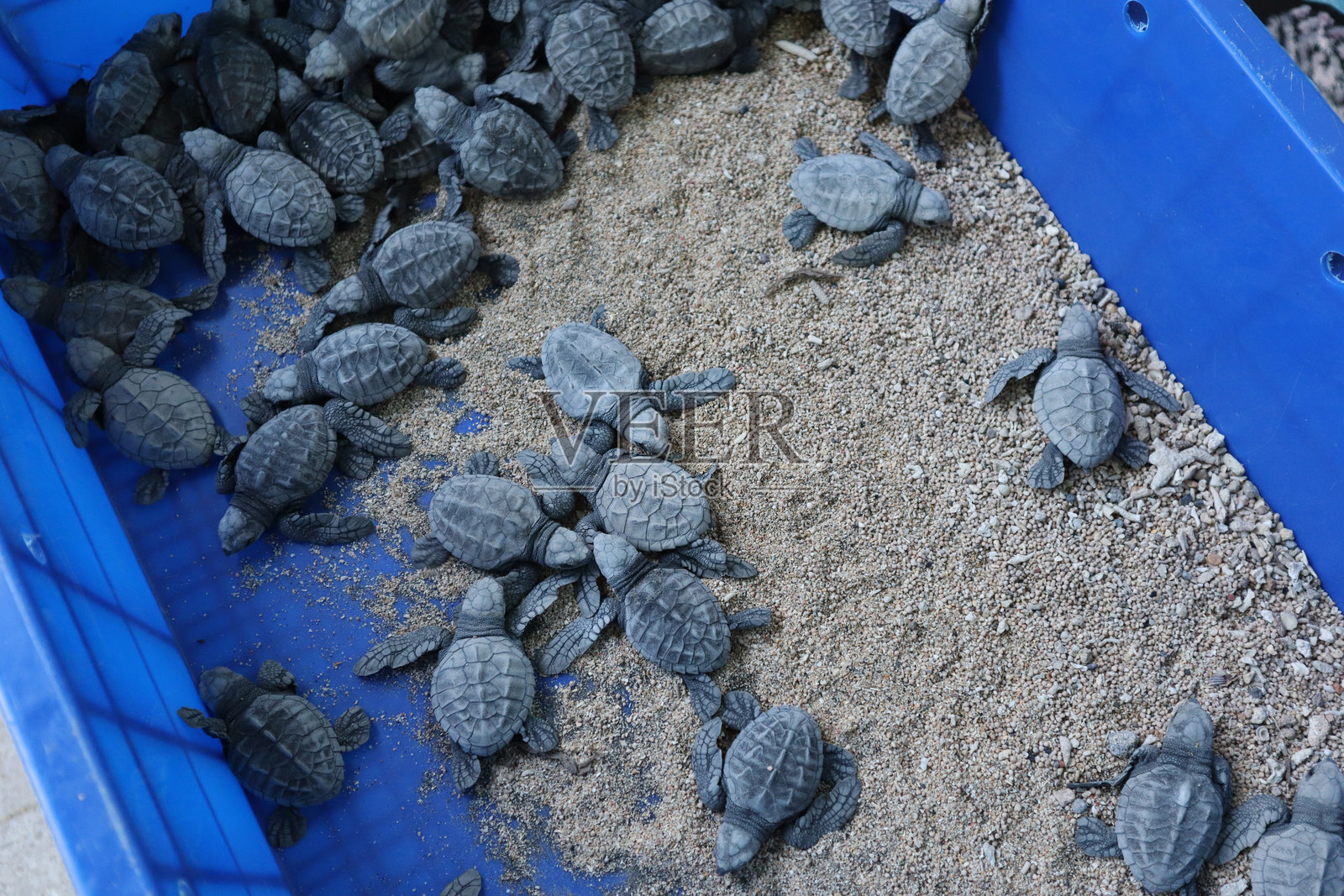 海龟特写，位于海龟保护区照片摄影图片