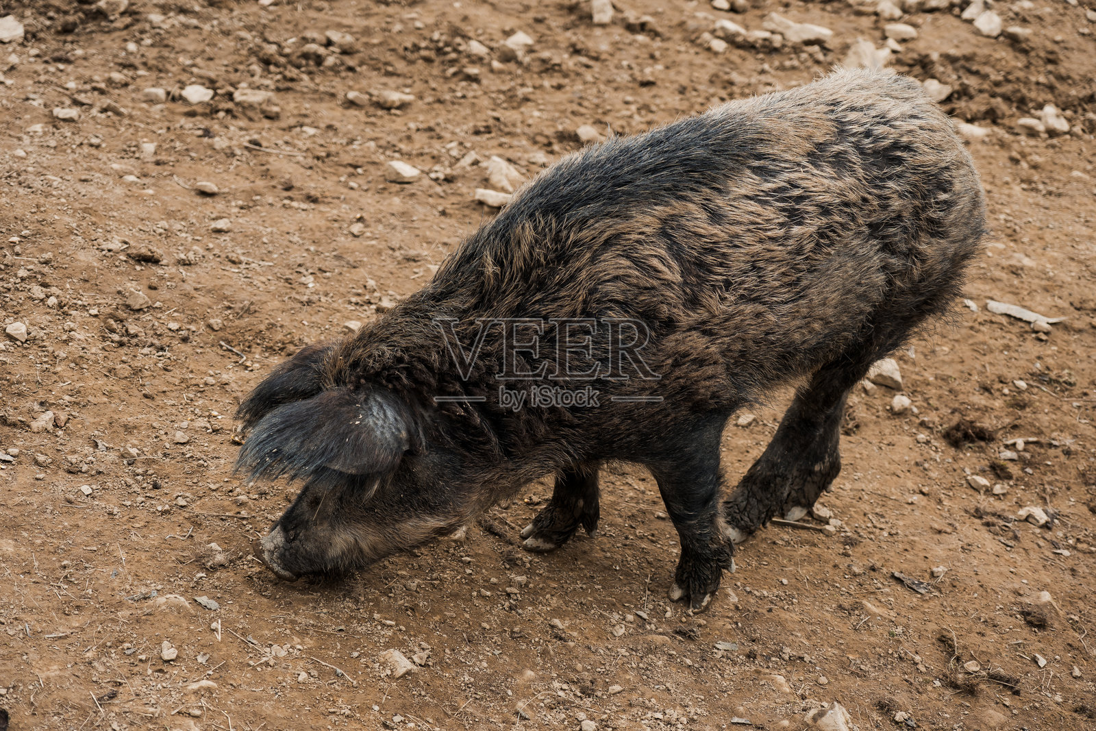 一头野猪在崎岖的地形上觅食照片摄影图片