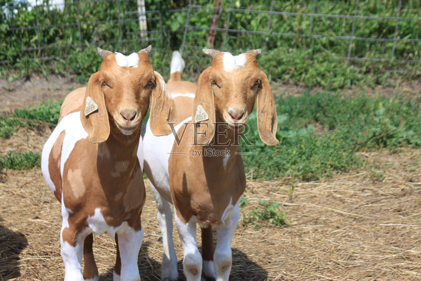 双胞胎山羊照片摄影图片